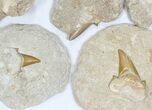 Lot: Large Otodus Shark Teeth In Rock - Pieces #77153-2